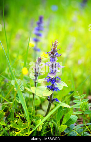 Blühende blaue bugleweeds (Ajuga reptans) im sommer wiese Stockfoto
