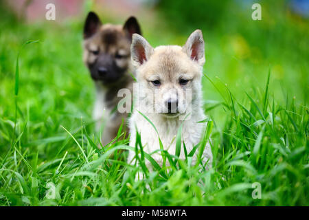 Zwei schöne bezaubernde Welpen von Laika Rasse sitzt auf grünem Gras Stockfoto