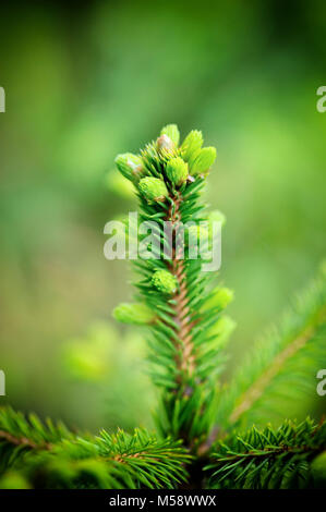 Spruce Tree Branch mit jungen Triebe und frische grüne Knospen, Nadeln. Feder Szene Soft Focus Foto Stockfoto