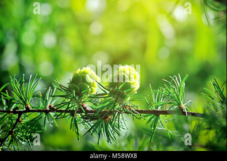 Junge Kegel aus Lärche Baum im Sonnenlicht Stockfoto
