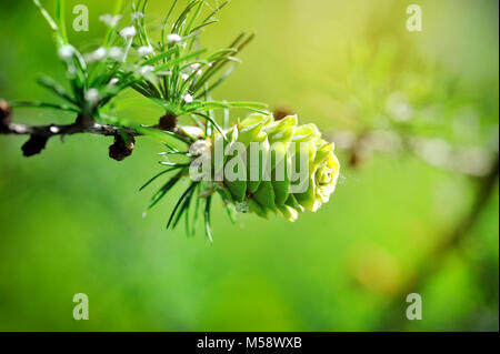 Junge Kegel aus Lärche Baum im Sonnenlicht Stockfoto
