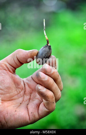 Detailansicht der Eiche Eichel sprießen in der Hand der Gärtner Stockfoto
