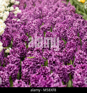 Lila Hyazinthen Blumen blühen im Garten Stockfoto