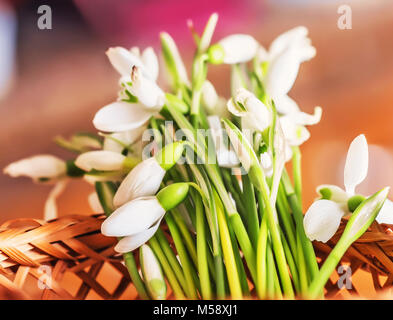 Weiche, weiße Feder Schneeglöckchen im Warenkorb schließen Stockfoto