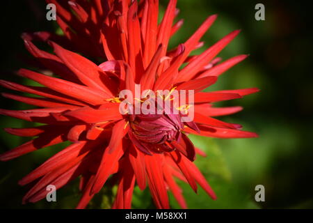 Rote Dahlie Blume an einem sonnigen Tag im Garten. Foto Stockfoto