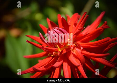 Rote Dahlie Blume an einem sonnigen Tag im Garten. Foto Stockfoto