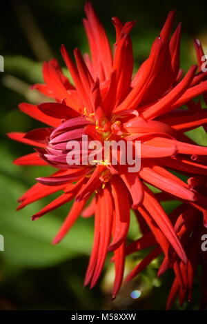 Rote Dahlie Blume an einem sonnigen Tag im Garten. Foto Stockfoto