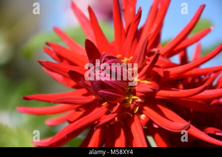 Rote Dahlie Blume an einem sonnigen Tag im Garten. Foto Stockfoto
