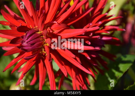 Rote Dahlie Blume an einem sonnigen Tag im Garten. Foto Stockfoto