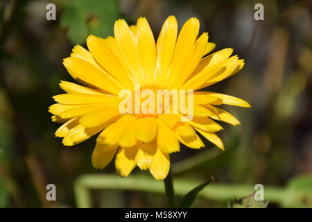 Leuchtend gelbe Topf Ringelblume (Calendula officinalis) Blume im Garten an einem sonnigen Tag. Foto Stockfoto