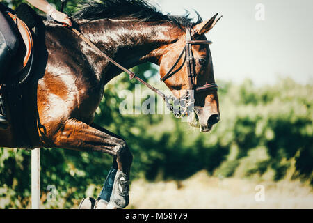 Bild von Reiten über Hindernisse springen Stockfoto