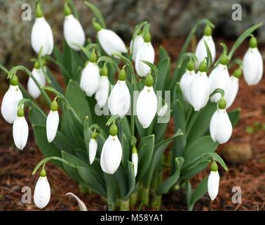 Galanthus Big Boy Stockfoto