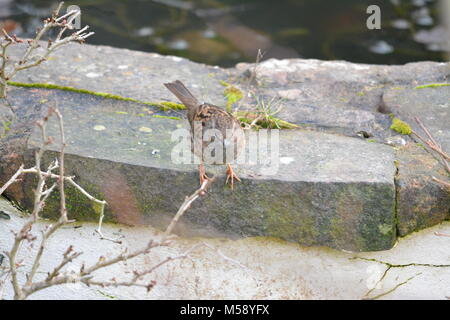 Nahaufnahme von singdrossel Turdus philomelos thront auf Rock an der Seite des Teiches in englischer Garten warten vom Rest zu fliegen Stockfoto