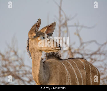 Eine weibliche Kudu Antilope im Namibischen Savanne Stockfoto