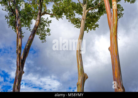 Hawaii Rainbow Eukalyptusbäumen Stockfoto