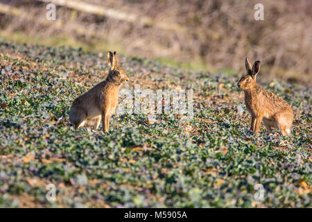 Paar braune Hasen (Lepus europaeus) Sitzen wachsam in der frühen Morgensonne Stockfoto