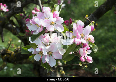 Malus Domestica Sonnenuntergang mit Blüte Blüte im April in einem Englischen Garten Stockfoto