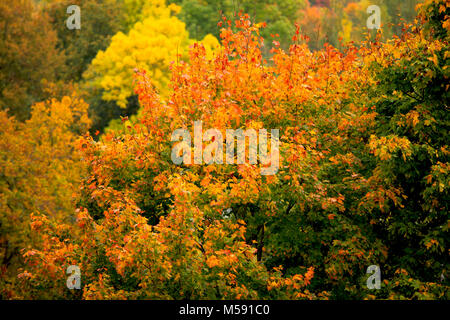 Blick auf einen Baum mit roten Ahornblätter auf Herbst Landschaft Stockfoto
