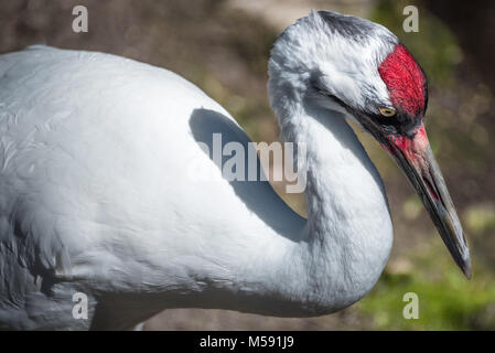 Florida Sandhill Crane (Grus canadensis pratensis) im Homosassa Springs Wildlife State Park an der Florida Gulf Coast. (USA) Stockfoto