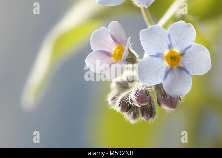 Woodland Vergißmeinnicht, Myosotis sylvatica Stockfoto