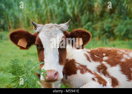 Junge Braune Kalb liegt auf dem grünen Rasen auf Sao Miguel, Azoren - Portugal Stockfoto