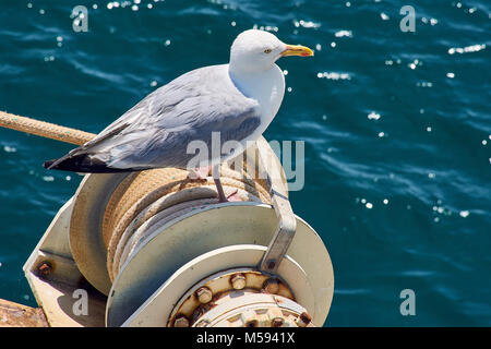 Möwe auf einer Winde in Île-Tudy, Bretagne sitzen Stockfoto