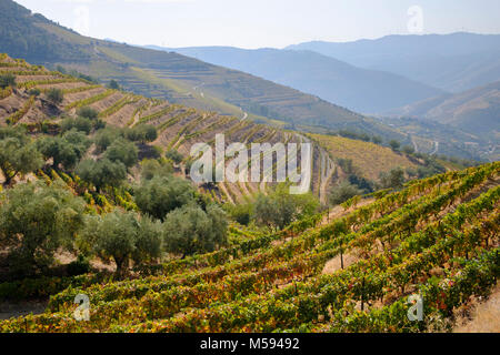 Terrassierten Weinbergen, in der Nähe von Pinhao, Flusskreuzfahrten auf dem Douro Tal, Portugal Stockfoto