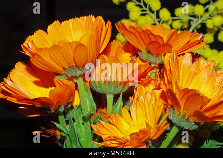 Ringelblume Blume (Calendula officinalis) close-up Stockfoto