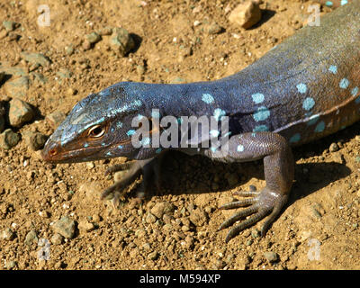 Blue whiptail Lizard bei Bonaire Stockfoto