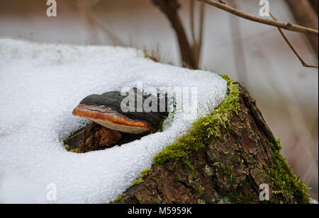 Pilzzucht auf einem schneebedeckten Baumstumpf Stockfoto