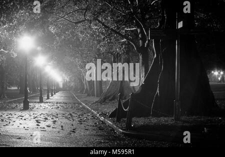 Eine neblige Nacht auf einem von Bäumen gesäumten Weg in den Phillip Revier der Domain Park in Sydney, Australien. Die Phillip Revier ist der größte Sektor der Domain. Stockfoto