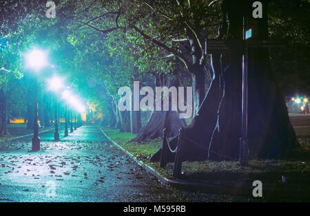 Eine neblige Nacht auf einem von Bäumen gesäumten Weg in den Phillip Revier der Domain Park in Sydney, Australien. Die Phillip Revier ist der größte Sektor der Domain. Stockfoto