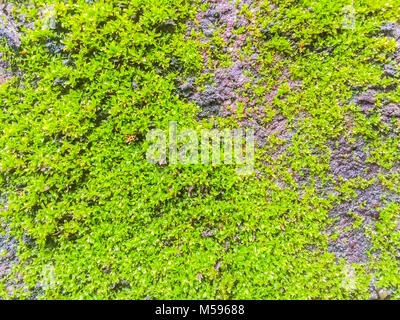 Close-up Old Brick Wall mit Moos und Flechten. Moos wächst auf alten Mauer. Moos wächst in der Regel unter Bäumen oder feuchten Wandflächen. Stockfoto