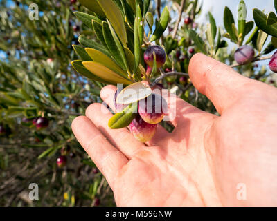 Männliche Arbeiter der Ernte von Oliven vom Baum Stockfoto