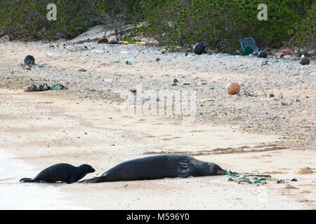 Hawaiianische Mönchsrobbe (Neomonachus schauinslandi) Mutter und Baby auf der nordpazifischen Insel mit Meeresschutt mit Seilen und an Land gespültem Plastik Stockfoto