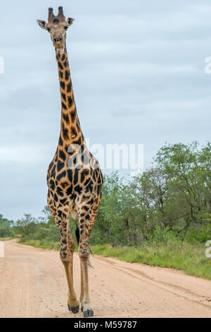 Einsame männliche Giraffe auf der Straße Stockfoto