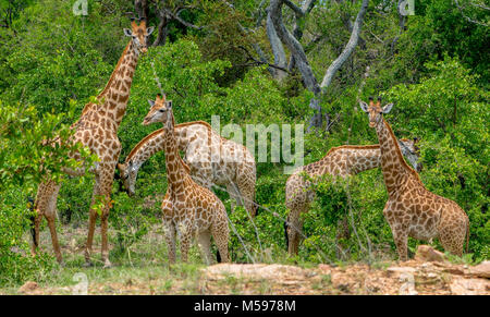 Reise der Giraffe Essen Stockfoto