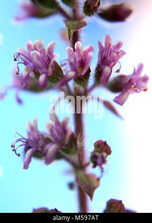 Nah-, Makro Blick auf kleine lila Farbe Thulasi, Heiliges Basilikum, Tulsi, Ocimum tenuiflorum Blumen in einem Garten gesehen Stockfoto