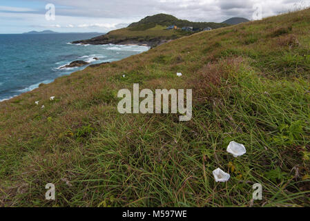 Weiße Blüten des Mondes Blume (Ipomoea alba) einen invasiven Pest Anlage (Teil des Morning Glory Familie) erscheinen unter langen Gras auf einer Landzunge. Stockfoto