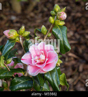 Camellia japonica Lady Vansittart in Blüte, Blätter, die einige Blätter kräuseln. Stockfoto