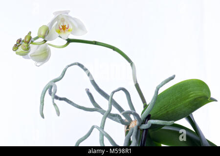 Spray von weißen und grünen Blumen auf einem Phalaenopsis Orchidee Pflanze und Luftwurzeln in einem weißen Lehm Topf auf einem weißen Hintergrund. Stockfoto