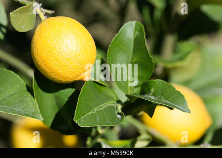 Kleine Zitronen auf den Baum mit ihren Blättern. Horizontale shot mit Tageslicht Stockfoto