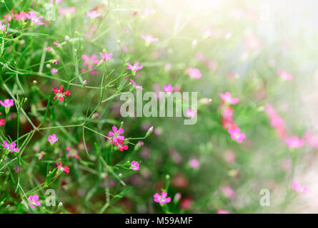 In der Nähe von Rosa gypsophila Blume mit Sonnenlicht, geeignet für Hintergrund selektiven Fokus Stockfoto
