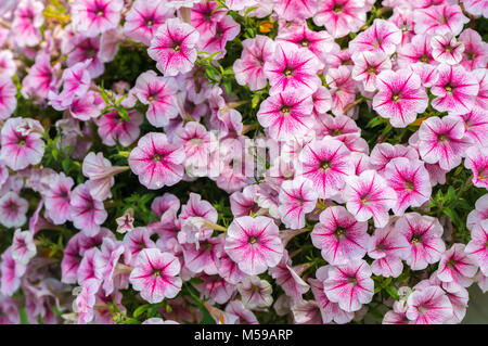 Der schöne rosa Petunia Hybrida Blüte im Garten geschlossen. Stockfoto