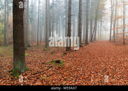 Buchenholz Voderady - große Buche Wald mit seltenen Pflanzen- und Tierarten. Stockfoto