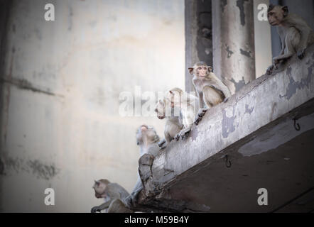 Affen sitzen auf Gebäude in Lopburi downtawn, tierische Symbol von Lopburi Provinz. Thailand Stockfoto