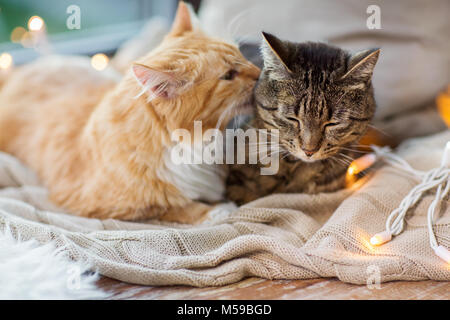 Zwei Katzen liegen auf Fensterbank mit Decke zu Hause Stockfoto