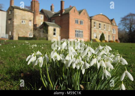 Schneeglöckchen (Galanthus nivalis) auf dem Rasen an Hopton Hall, Derbyshire während der jährlichen Open Garden Veranstaltung im Februar. Großbritannien Stockfoto