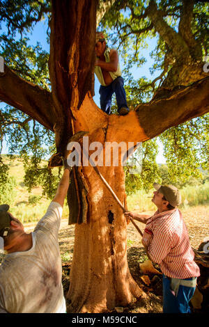 Cork Arbeiter, die Hirnrinde der Korken. Nachdem wir können es verwenden, um aus Kork Armaturen, Pinnwände, zum Beispiel. Stockfoto