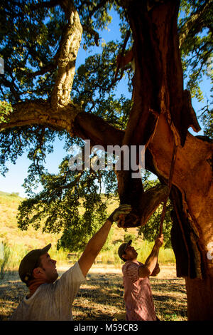 Cork Arbeiter, die Hirnrinde der Korken. Nachdem wir können es verwenden, um aus Kork Armaturen, Pinnwände, zum Beispiel. Stockfoto